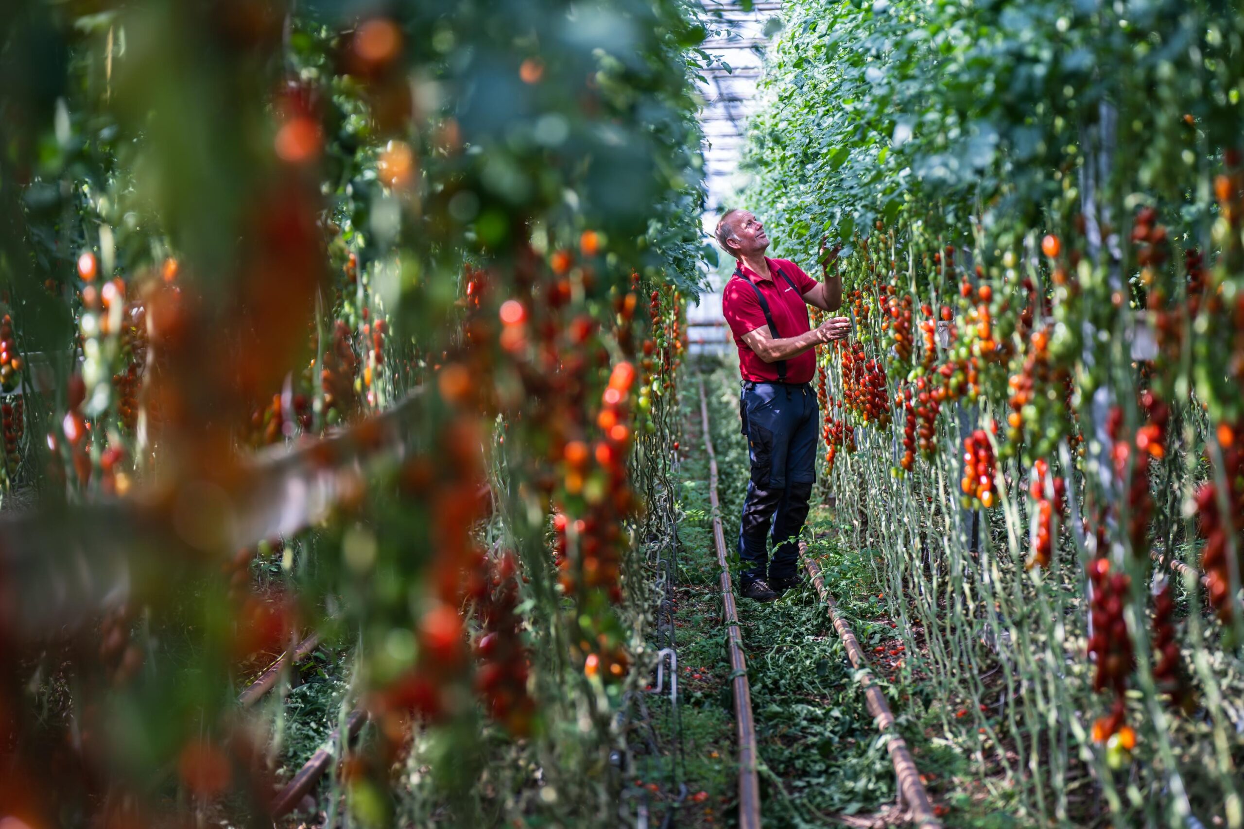 Natuurlijk Tomaat (Dongen) - Boerschappen